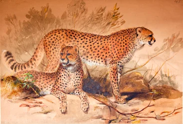 Gepard, 1851-52